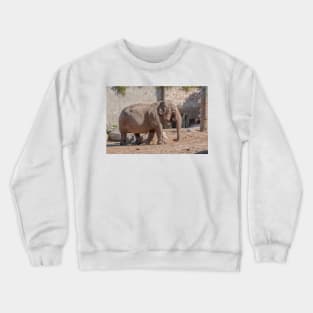 Young Asian Elephant Crewneck Sweatshirt